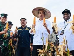 Presiden Jokowi Tinjau Ladang Jagung di Kabupaten Keerom